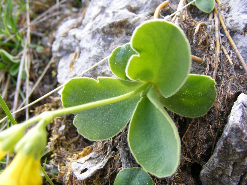 Strani peli nell''orecchio dell''orso - Primula auricula